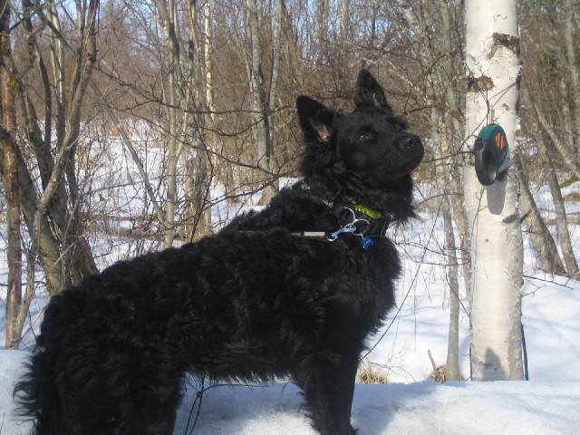Myyrä