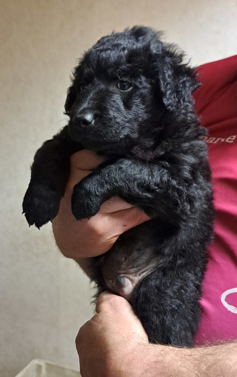 Tuus
Ilmarinen 5 weeks