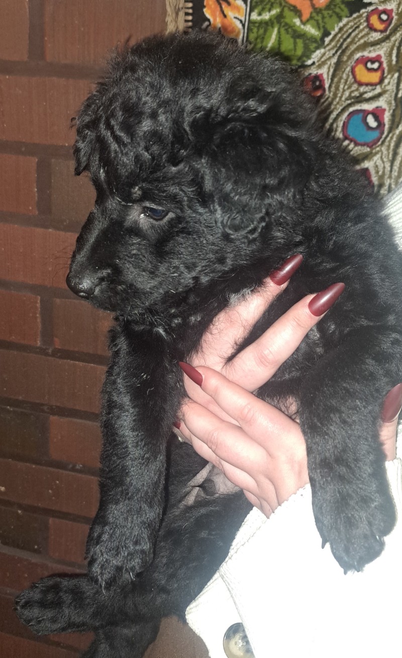 Tuus
Ilmarinen 7 weekas