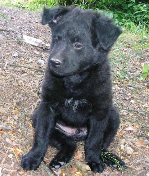 Kuti