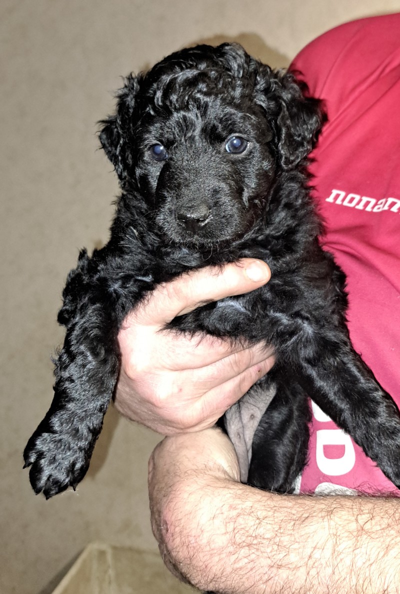 Tuus
Kuutar 5 weekas