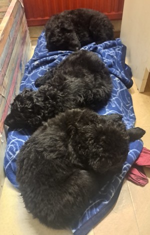 Puppies
in sleep 7 weeks