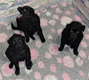 Puppies 5 weeks