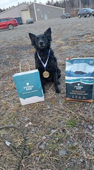 Pii Halli-SM1 joukkue