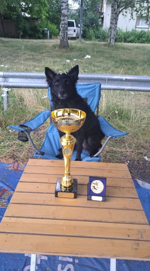 [Pii, Piirinmestari 2025