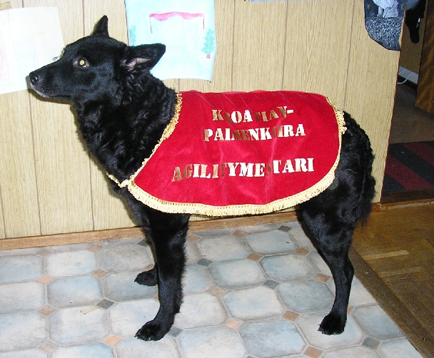 Mestari Puubi