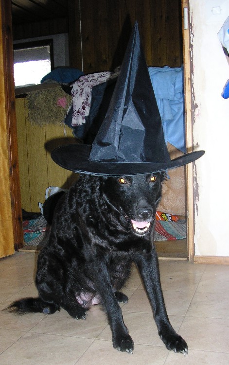 Puubi Potter