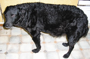 puubi