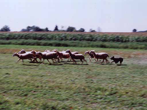 [Ena Certisa, photo]